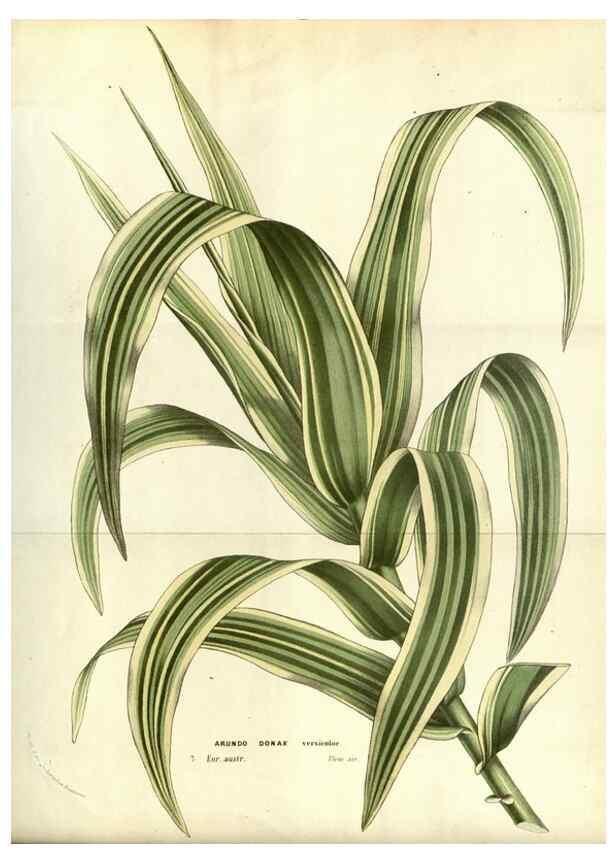 Reproducción/Reproduction 49587189168: Flore des serres et des jardins de l'Europe. A Gand :chez Louis van Houtte, eÌditeur,1845-1880.. 