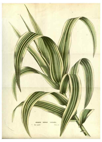 Reproducción/Reproduction 49587189168: Flore des serres et des jardins de l'Europe. A Gand :chez Louis van Houtte, eÌditeur,1845-1880.. 