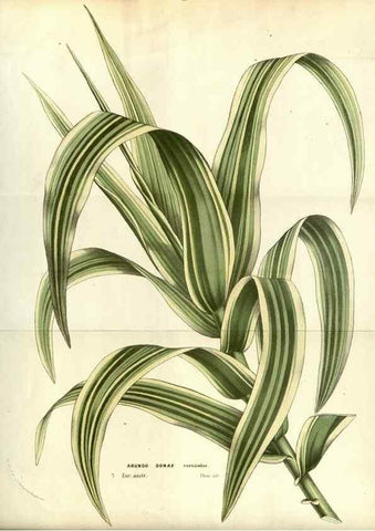 Reproducción/Reproduction 49587189168: Flore des serres et des jardins de l'Europe. A Gand :chez Louis van Houtte, eÌditeur,1845-1880.. 