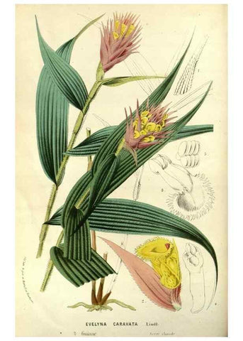 Reproducción/Reproduction 49587189388: Flore des serres et des jardins de l'Europe. A Gand :chez Louis van Houtte, eÌditeur,1845-1880.. 