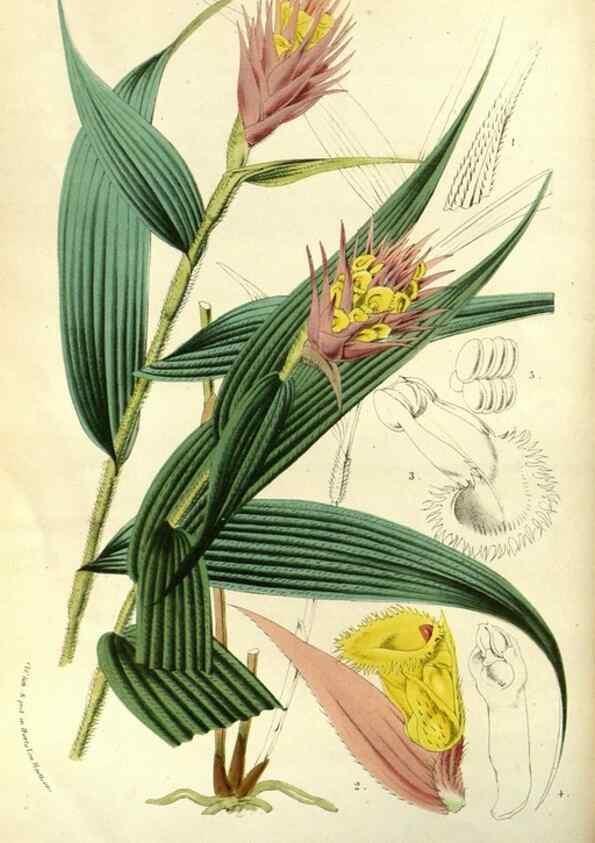 Reproducción/Reproduction 49587189388: Flore des serres et des jardins de l'Europe. A Gand :chez Louis van Houtte, eÌditeur,1845-1880.. 