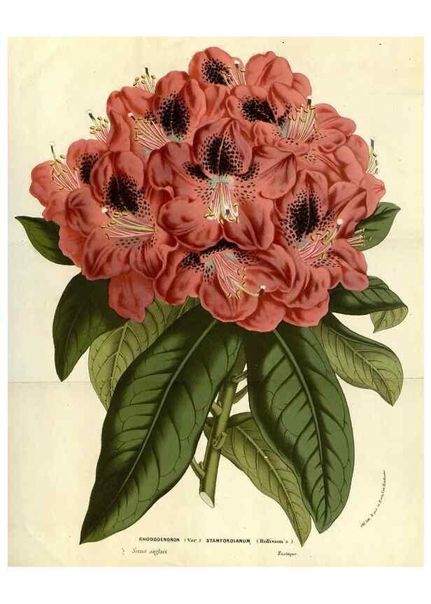 Reproducción/Reproduction 49587685001: Flore des serres et des jardins de l'Europe. A Gand :chez Louis van Houtte, eÌditeur,1845-1880.. 