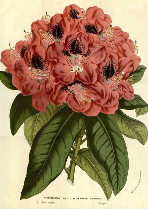 Reproducción/Reproduction 49587685001: Flore des serres et des jardins de l'Europe. A Gand :chez Louis van Houtte, eÌditeur,1845-1880.. 