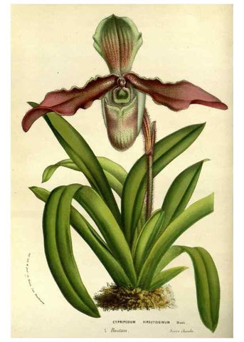 Reproducción/Reproduction 49587927872: Flore des serres et des jardins de l'Europe. A Gand :chez Louis van Houtte, eÌditeur,1845-1880.. 
