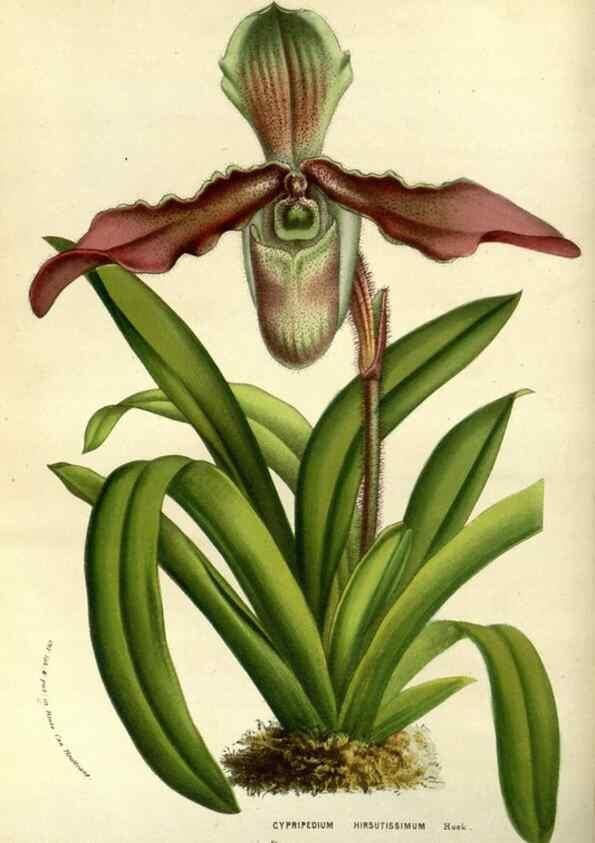 Reproducción/Reproduction 49587927872: Flore des serres et des jardins de l'Europe. A Gand :chez Louis van Houtte, eÌditeur,1845-1880.. 