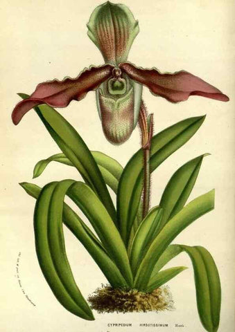 Reproducción/Reproduction 49587927872: Flore des serres et des jardins de l'Europe. A Gand :chez Louis van Houtte, eÌditeur,1845-1880.. 