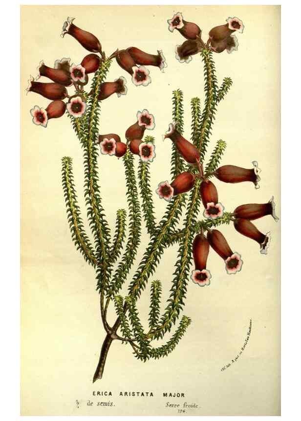 Reproducción/Reproduction 49587188268: Flore des serres et des jardins de l'Europe. A Gand :chez Louis van Houtte, eÌditeur,1845-1880.. 