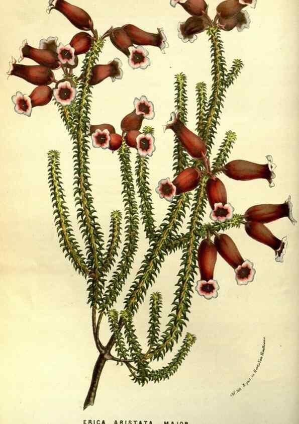 Reproducción/Reproduction 49587188268: Flore des serres et des jardins de l'Europe. A Gand :chez Louis van Houtte, eÌditeur,1845-1880.. 