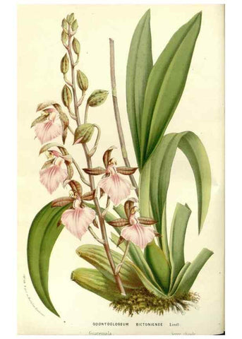 Reproducción/Reproduction 49587278513: Flore des serres et des jardins de l'Europe. A Gand :chez Louis van Houtte, eÌditeur,1845-1880.. 