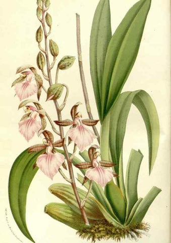 Reproducción/Reproduction 49587278513: Flore des serres et des jardins de l'Europe. A Gand :chez Louis van Houtte, eÌditeur,1845-1880.. 