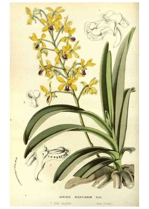 Reproducción/Reproduction 49587193863: Flore des serres et des jardins de l'Europe. A Gand :chez Louis van Houtte, eÌditeur,1845-1880.. 