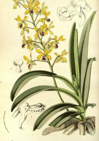 Reproducción/Reproduction 49587193863: Flore des serres et des jardins de l'Europe. A Gand :chez Louis van Houtte, eÌditeur,1845-1880.. 
