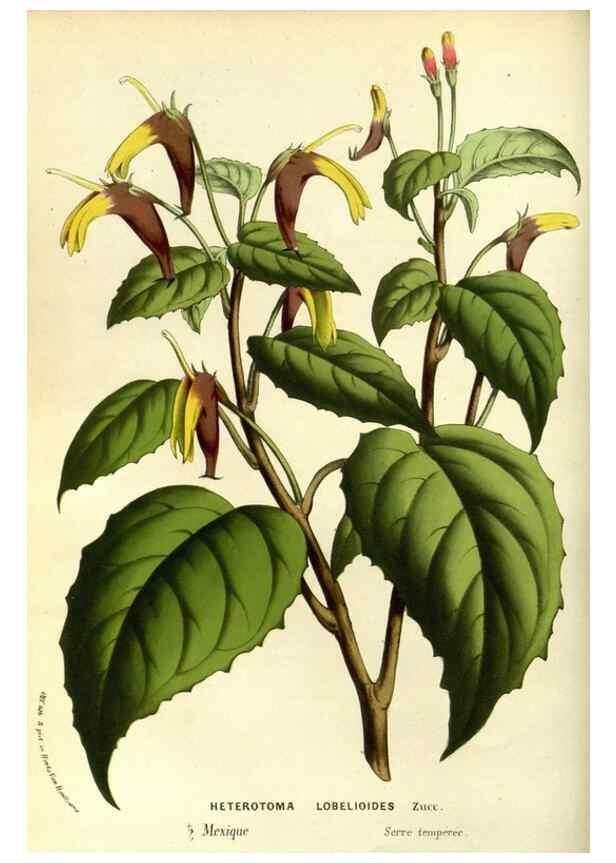 Reproducción/Reproduction 49587932197: Flore des serres et des jardins de l'Europe. A Gand :chez Louis van Houtte, eÌditeur,1845-1880.. 