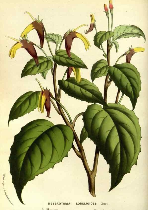 Reproducción/Reproduction 49587932197: Flore des serres et des jardins de l'Europe. A Gand :chez Louis van Houtte, eÌditeur,1845-1880.. 