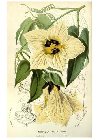 Reproducción/Reproduction 49587694301: Flore des serres et des jardins de l'Europe. A Gand :chez Louis van Houtte, eÌditeur,1845-1880.. 