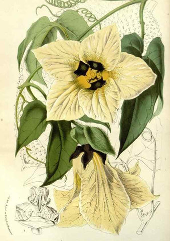 Reproducción/Reproduction 49587694301: Flore des serres et des jardins de l'Europe. A Gand :chez Louis van Houtte, eÌditeur,1845-1880.. 