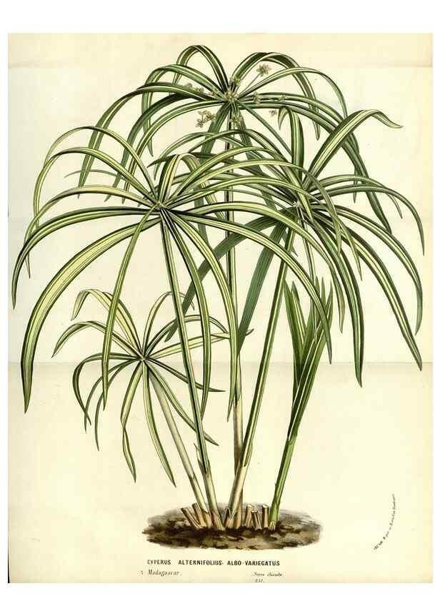 Reproducción/Reproduction 49587937102: Flore des serres et des jardins de l'Europe. A Gand :chez Louis van Houtte, eÌditeur,1845-1880.. 