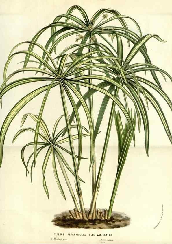 Reproducción/Reproduction 49587937102: Flore des serres et des jardins de l'Europe. A Gand :chez Louis van Houtte, eÌditeur,1845-1880.. 