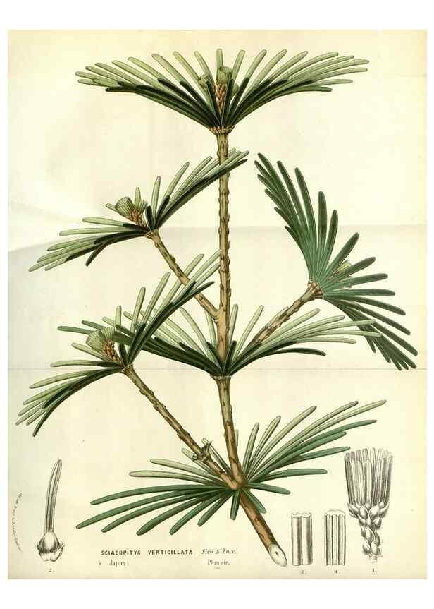 Reproducción/Reproduction 49587199308: Flore des serres et des jardins de l'Europe. A Gand :chez Louis van Houtte, eÌditeur,1845-1880.. 
