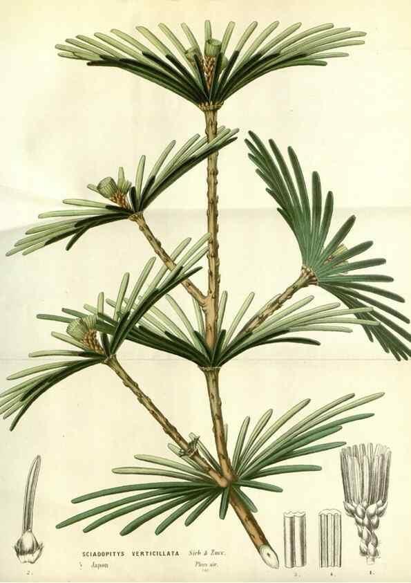 Reproducción/Reproduction 49587199308: Flore des serres et des jardins de l'Europe. A Gand :chez Louis van Houtte, eÌditeur,1845-1880.. 