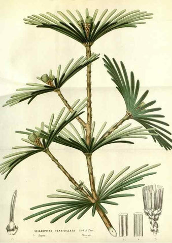 Reproducción/Reproduction 49587199308: Flore des serres et des jardins de l'Europe. A Gand :chez Louis van Houtte, eÌditeur,1845-1880.. 