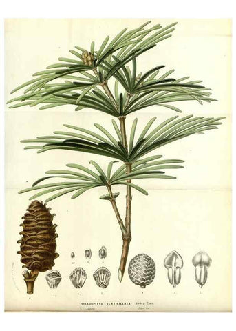 Reproducción/Reproduction 49587694961: Flore des serres et des jardins de l'Europe. A Gand :chez Louis van Houtte, eÌditeur,1845-1880.. 