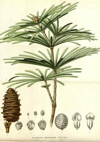 Reproducción/Reproduction 49587694961: Flore des serres et des jardins de l'Europe. A Gand :chez Louis van Houtte, eÌditeur,1845-1880.. 