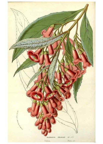 Reproducción/Reproduction 49587199638: Flore des serres et des jardins de l'Europe. A Gand :chez Louis van Houtte, eÌditeur,1845-1880.. 