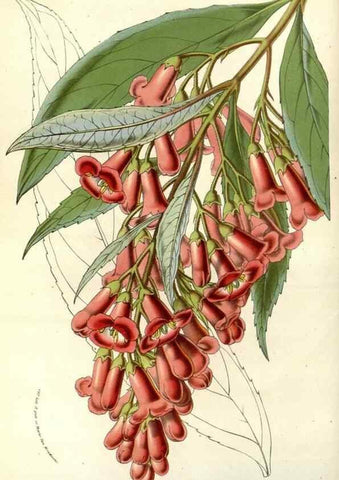 Reproducción/Reproduction 49587199638: Flore des serres et des jardins de l'Europe. A Gand :chez Louis van Houtte, eÌditeur,1845-1880.. 