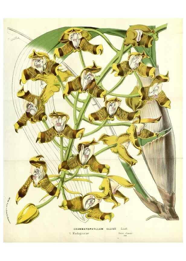 Reproducción/Reproduction 49587937847: Flore des serres et des jardins de l'Europe. A Gand :chez Louis van Houtte, eÌditeur,1845-1880.. 
