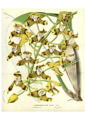 Reproducción/Reproduction 49587937847: Flore des serres et des jardins de l'Europe. A Gand :chez Louis van Houtte, eÌditeur,1845-1880.. 