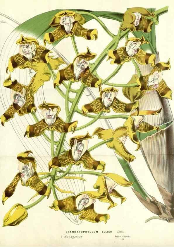 Reproducción/Reproduction 49587937847: Flore des serres et des jardins de l'Europe. A Gand :chez Louis van Houtte, eÌditeur,1845-1880.. 