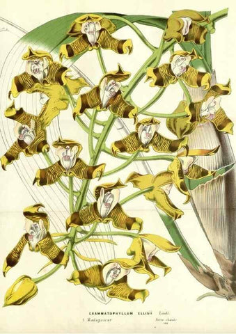 Reproducción/Reproduction 49587937847: Flore des serres et des jardins de l'Europe. A Gand :chez Louis van Houtte, eÌditeur,1845-1880.. 