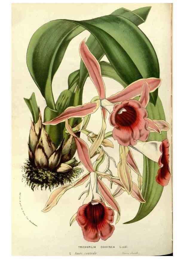 Reproducción/Reproduction 49587695556: Flore des serres et des jardins de l'Europe. A Gand :chez Louis van Houtte, eÌditeur,1845-1880.. 