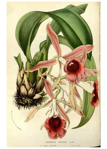 Reproducción/Reproduction 49587695556: Flore des serres et des jardins de l'Europe. A Gand :chez Louis van Houtte, eÌditeur,1845-1880.. 