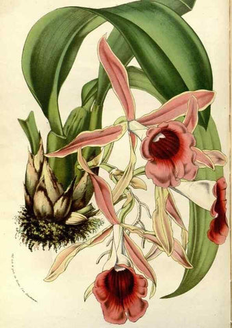 Reproducción/Reproduction 49587695556: Flore des serres et des jardins de l'Europe. A Gand :chez Louis van Houtte, eÌditeur,1845-1880.. 