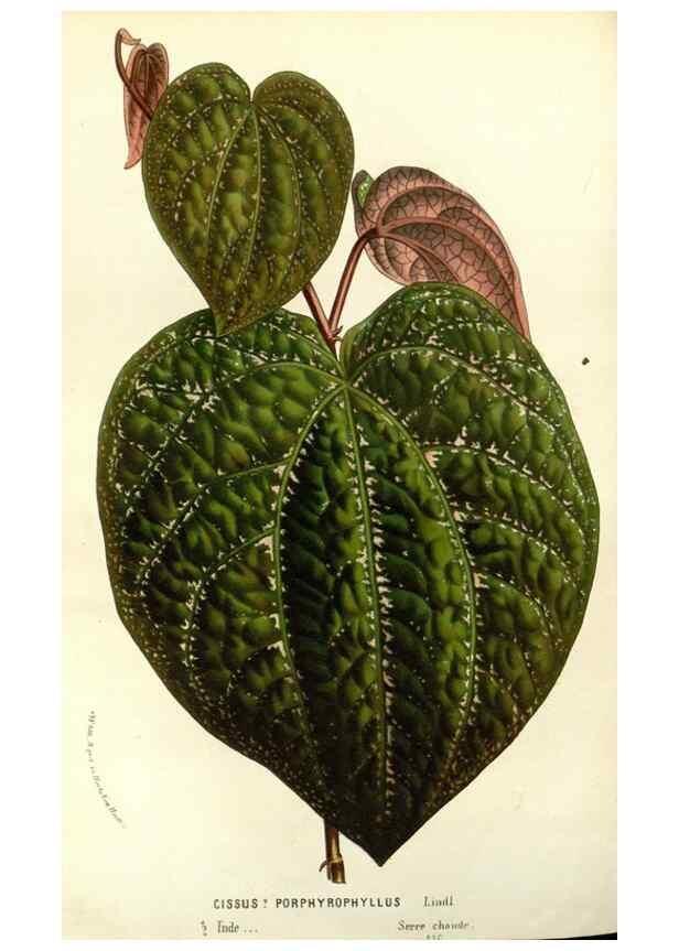 Reproducción/Reproduction 49587695796: Flore des serres et des jardins de l'Europe. A Gand :chez Louis van Houtte, eÌditeur,1845-1880.. 