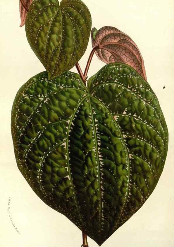 Reproducción/Reproduction 49587695796: Flore des serres et des jardins de l'Europe. A Gand :chez Louis van Houtte, eÌditeur,1845-1880.. 