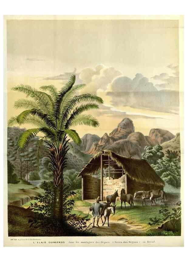 Reproducción/Reproduction 49587938472: Flore des serres et des jardins de l'Europe. A Gand :chez Louis van Houtte, eÌditeur,1845-1880.. 