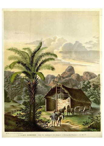 Reproducción/Reproduction 49587938472: Flore des serres et des jardins de l'Europe. A Gand :chez Louis van Houtte, eÌditeur,1845-1880.. 