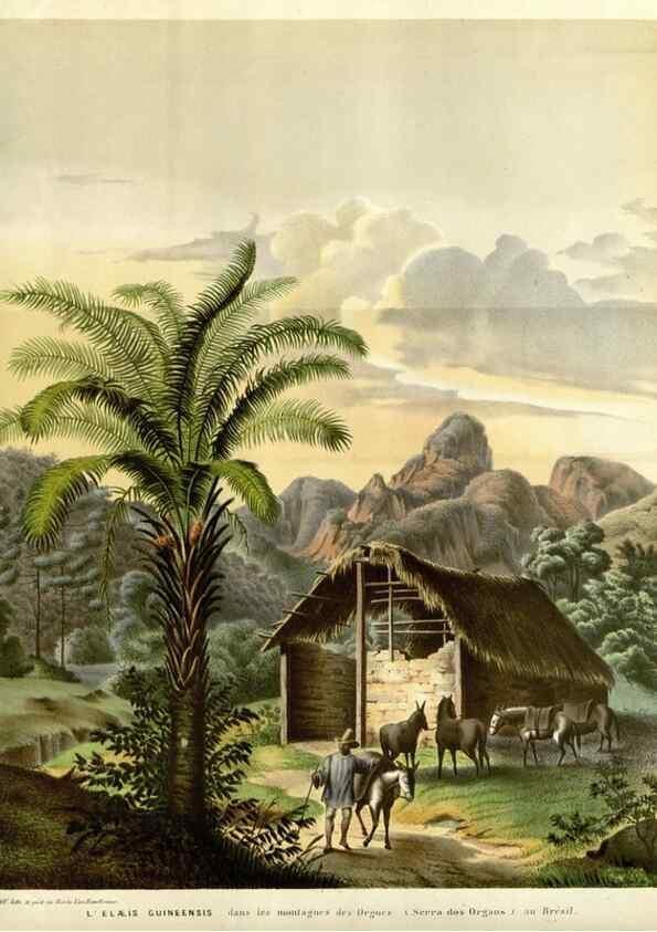 Reproducción/Reproduction 49587938472: Flore des serres et des jardins de l'Europe. A Gand :chez Louis van Houtte, eÌditeur,1845-1880.. 