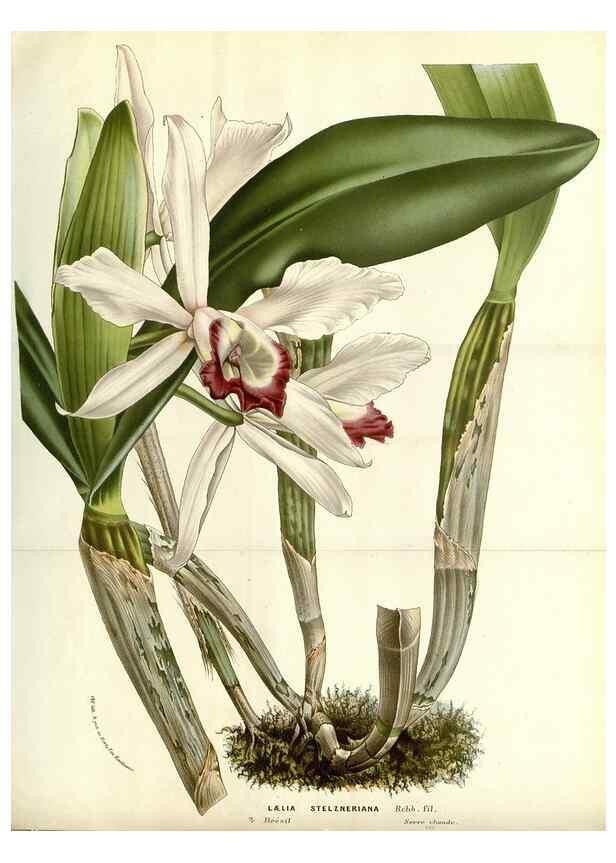 Reproducción/Reproduction 49587696286: Flore des serres et des jardins de l'Europe. A Gand :chez Louis van Houtte, eÌditeur,1845-1880.. 