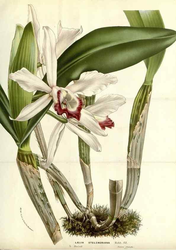 Reproducción/Reproduction 49587696286: Flore des serres et des jardins de l'Europe. A Gand :chez Louis van Houtte, eÌditeur,1845-1880.. 