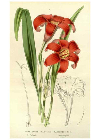 Reproducción/Reproduction 49587696496: Flore des serres et des jardins de l'Europe. A Gand :chez Louis van Houtte, eÌditeur,1845-1880.. 