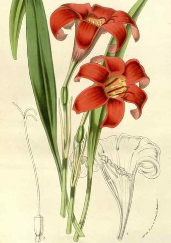 Reproducción/Reproduction 49587696496: Flore des serres et des jardins de l'Europe. A Gand :chez Louis van Houtte, eÌditeur,1845-1880.. 