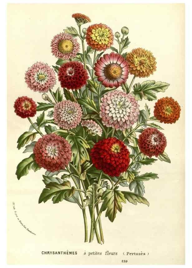 Reproducción/Reproduction 49587201233: Flore des serres et des jardins de l'Europe. A Gand :chez Louis van Houtte, eÌditeur,1845-1880.. 