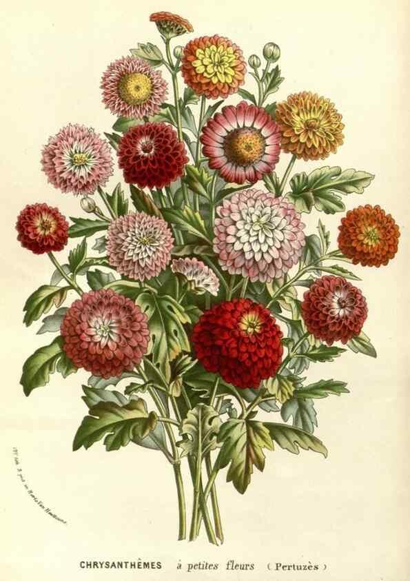 Reproducción/Reproduction 49587201233: Flore des serres et des jardins de l'Europe. A Gand :chez Louis van Houtte, eÌditeur,1845-1880.. 