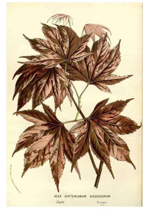 Reproducción/Reproduction 49587939262: Flore des serres et des jardins de l'Europe. A Gand :chez Louis van Houtte, eÌditeur,1845-1880.. 