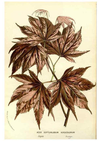Reproducción/Reproduction 49587939262: Flore des serres et des jardins de l'Europe. A Gand :chez Louis van Houtte, eÌditeur,1845-1880.. 