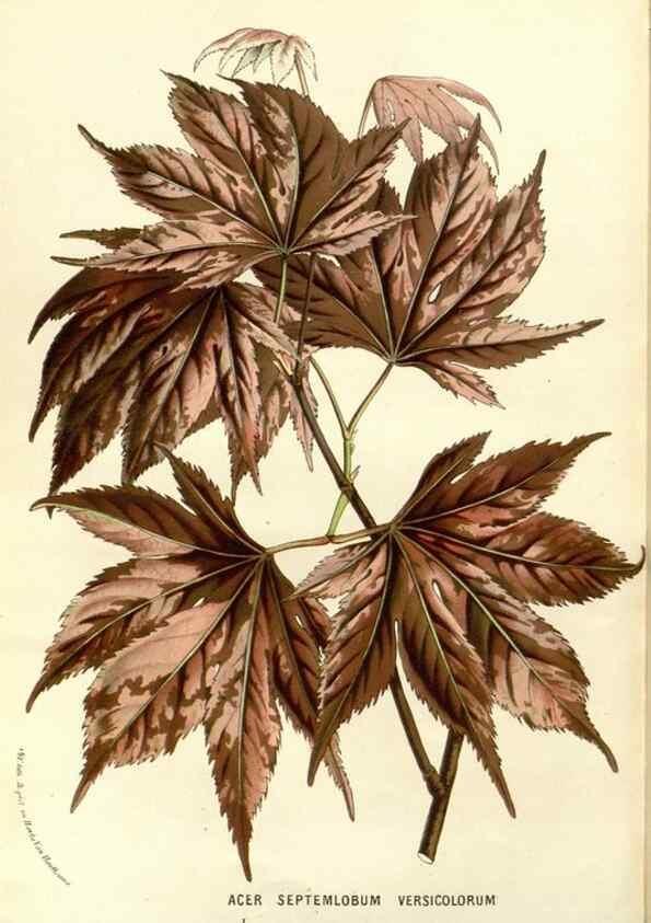Reproducción/Reproduction 49587939262: Flore des serres et des jardins de l'Europe. A Gand :chez Louis van Houtte, eÌditeur,1845-1880.. 